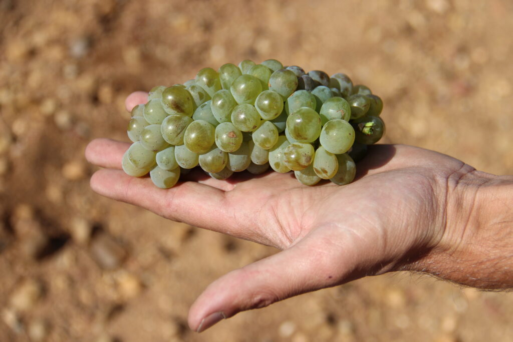 The compact bunch of Verdejo Malcorta
